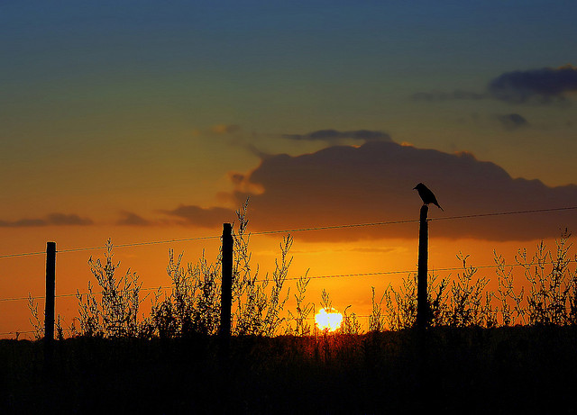 Bird-on-a-fence-post