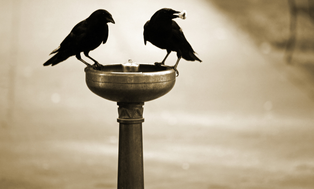 3722891759_e53e3d1d29_b