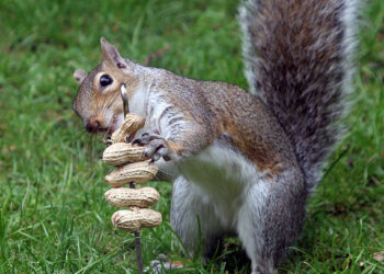 Disruptive Startups Face Some Extra Challenges