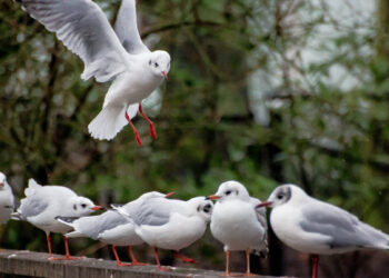 Community Building 101