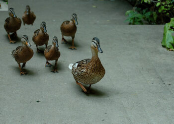 Personal PR is about Leadership, not Grandstanding