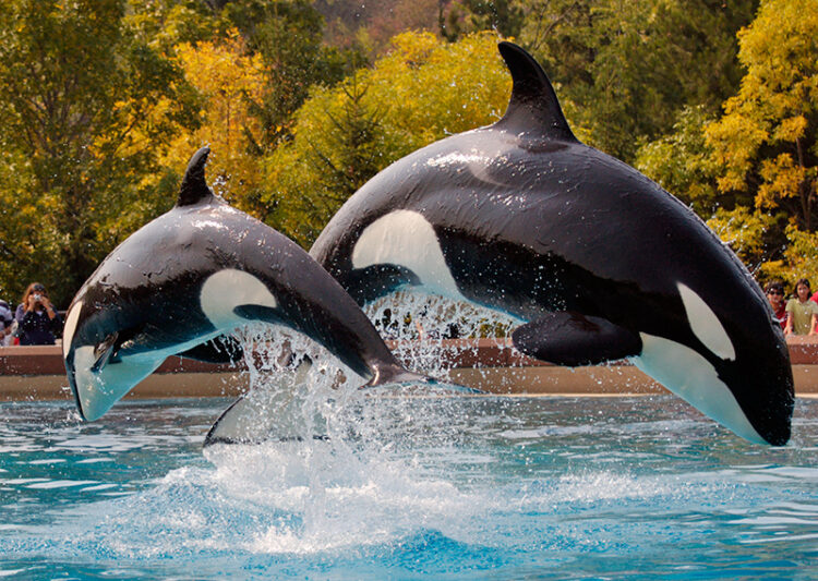 The Killer of Early Stage Startups