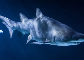 What Appearing on Shark Tank Taught Me About My Business