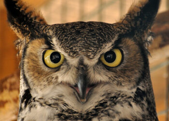 A Fresh Set of Eyes Is the Best Medicine for Your Business