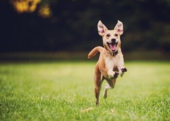 The 10 Most Common Startup Mistakes