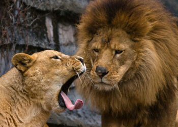 The 5 Biggest Teamwork Ills