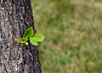 Business Growth in the Big Apple