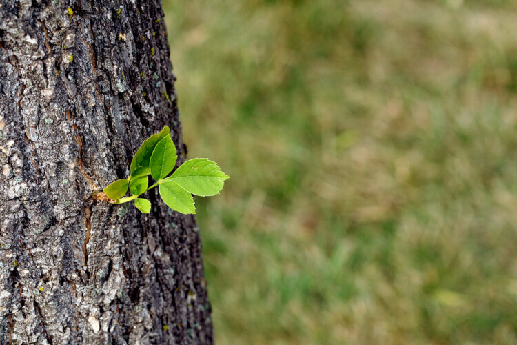 Business Growth in the Big Apple