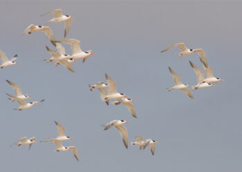 Technical Product Elegance is Not a Business Model