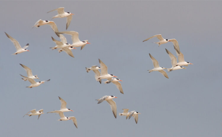 Technical Product Elegance is Not a Business Model