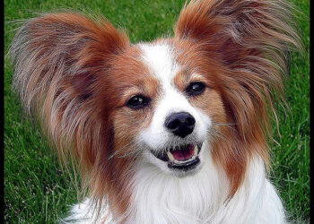 Founders: Beware of Happy Ears