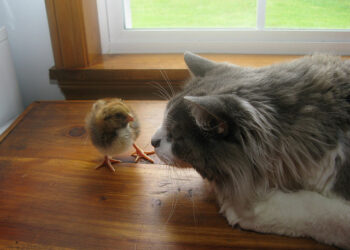 7 Steps to Making a Great Entrepreneur Impression