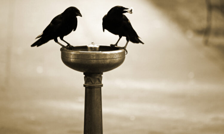 Are You Intelligent Enough to Be an Entrepreneur