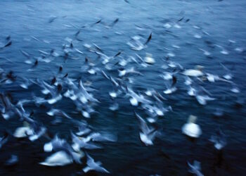 How Take Your Idea From a Startup to a Movement