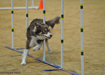 Agility Is The Key To Survival In Good Times And Bad