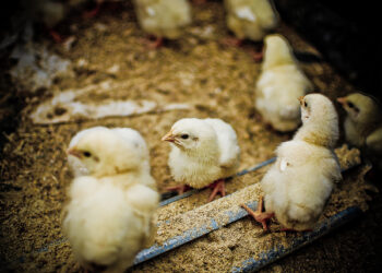 Most Startups Get Stuck in the Early Struggle Stage