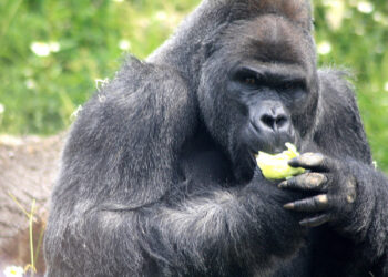 The 800lb. Gorilla vs. the Startup