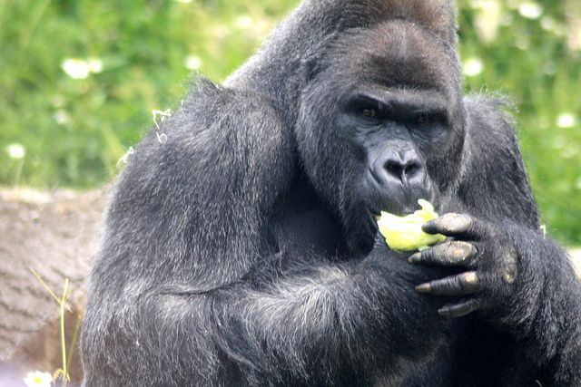 The 800lb. Gorilla vs. the Startup