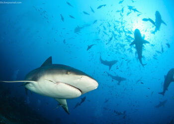 Blaming the Shark: The Importance of Screening for Employee Attitude