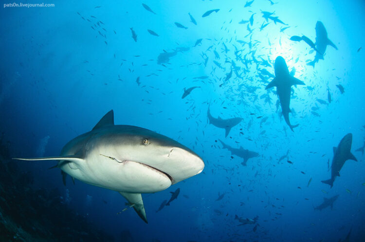 Blaming the Shark: The Importance of Screening for Employee Attitude