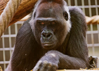 4 Ways Your Startup Can Compete with the 800 Pound Gorillas