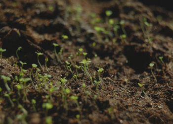 5 Ways to Grow Your Business (Without Venture Capital)