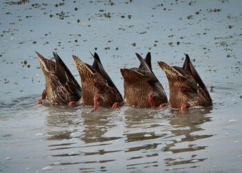 How to Motivate your Small Team in Six Steps