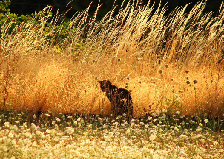 Real Entrepreneurs are Hunters Rather Than Farmers