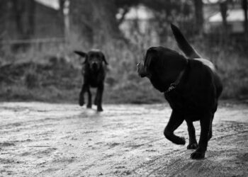 Here is Why You Do Not Ask a Best Friend to be Your Startup Mentor