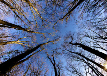 Should Your Start-up Branch Out or Stay Highly Focused?