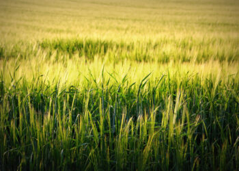 Have You Explored Every Business Growth Alternative?