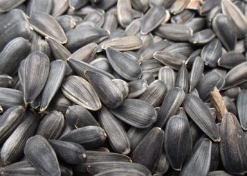 Ungerminated: Trouble With Seeds