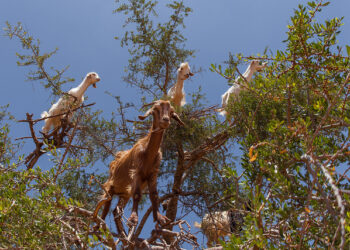 How to Raise Prices and Increase Demand at the Same Time