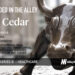Cedar Raises Another $36M for its Patient Financial Management Platform
