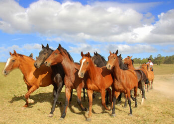 Horses For Courses on Social Media: Short-Form vs. Long-Form Content