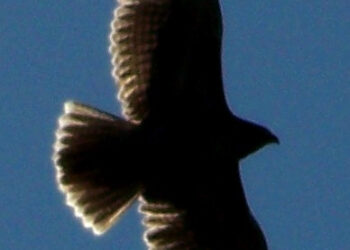 How to Move Your Marketing from Hunting to Gardening