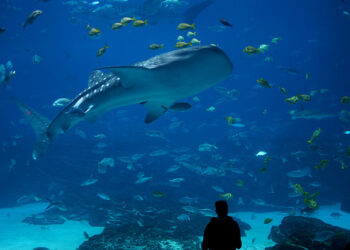 8 Lessons for Entrepreneurs from Shark Tank