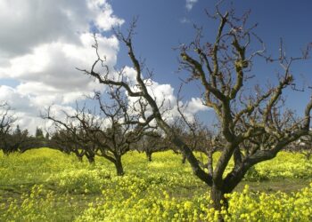 Silicon Valley’s Brain Drain