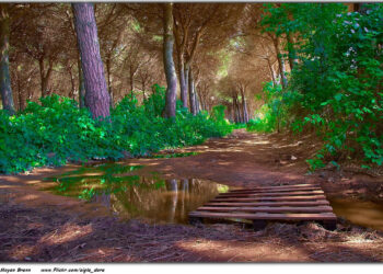 Stop Trying to Be an “IDEALpreneur”