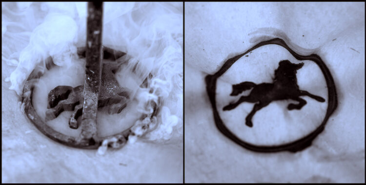 8 Rules for an Enduring Startup Brand