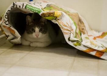 How to Get People to Eat Dog Food