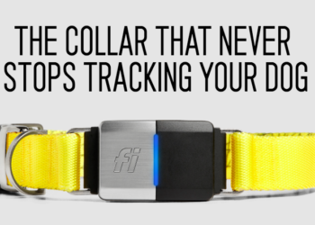 Why We Invested in Fi  –  the Smartest Dog Collar