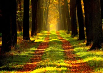 Startup Foundations, Step 1: Start at the Forest and the Trees Will Follow