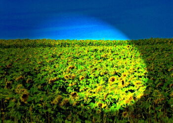 7 Steps to Outstanding Sales Growth for Your Startup