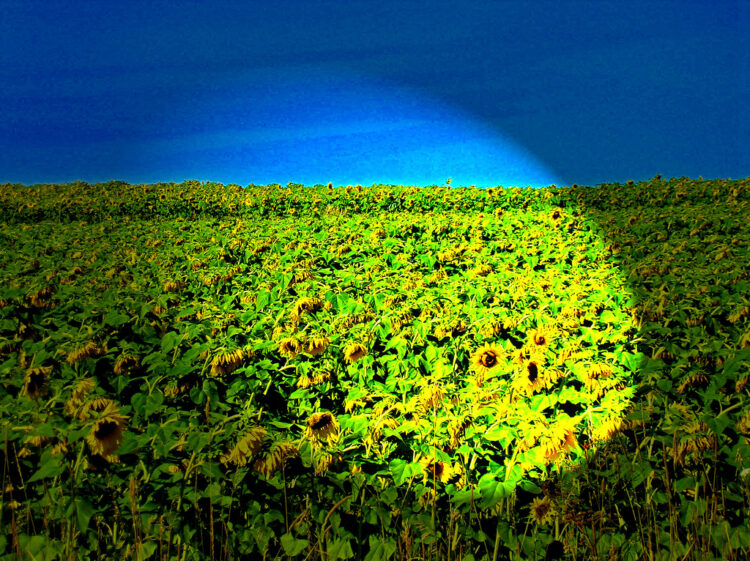 7 Steps to Outstanding Sales Growth for Your Startup