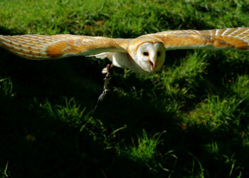 A New Era For Entrepreneurs And Startups Has Begun