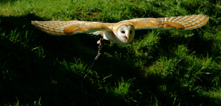 A New Era For Entrepreneurs And Startups Has Begun