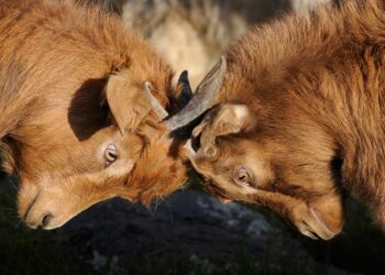 5 Factors Which Define the Scope of Your Competition