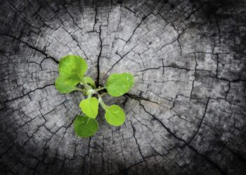 How Startups Can Beat Seasonality