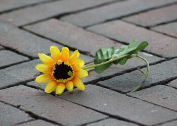 Let Your Entrepreneurial Survival Instinct Guide